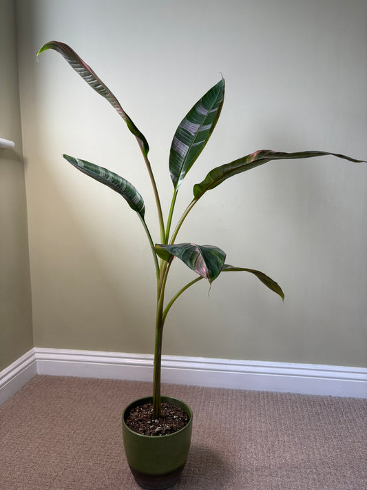 XL - Musa ‘Nono’ – 17cm Pot – 100-120cm Tall - Pink Variegated Banana Plant – Rare Tropical Houseplant