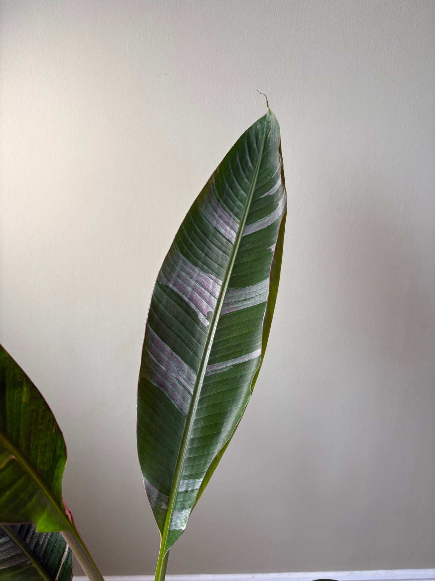 XL - Musa ‘Nono’ – 17cm Pot – 100-120cm Tall - Pink Variegated Banana Plant – Rare Tropical Houseplant