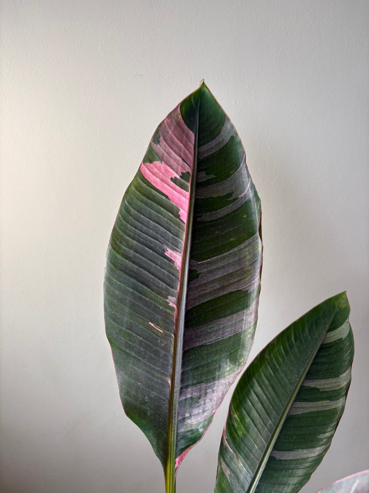XL - Musa ‘Nono’ – 17cm Pot – 100-120cm Tall - Pink Variegated Banana Plant – Rare Tropical Houseplant