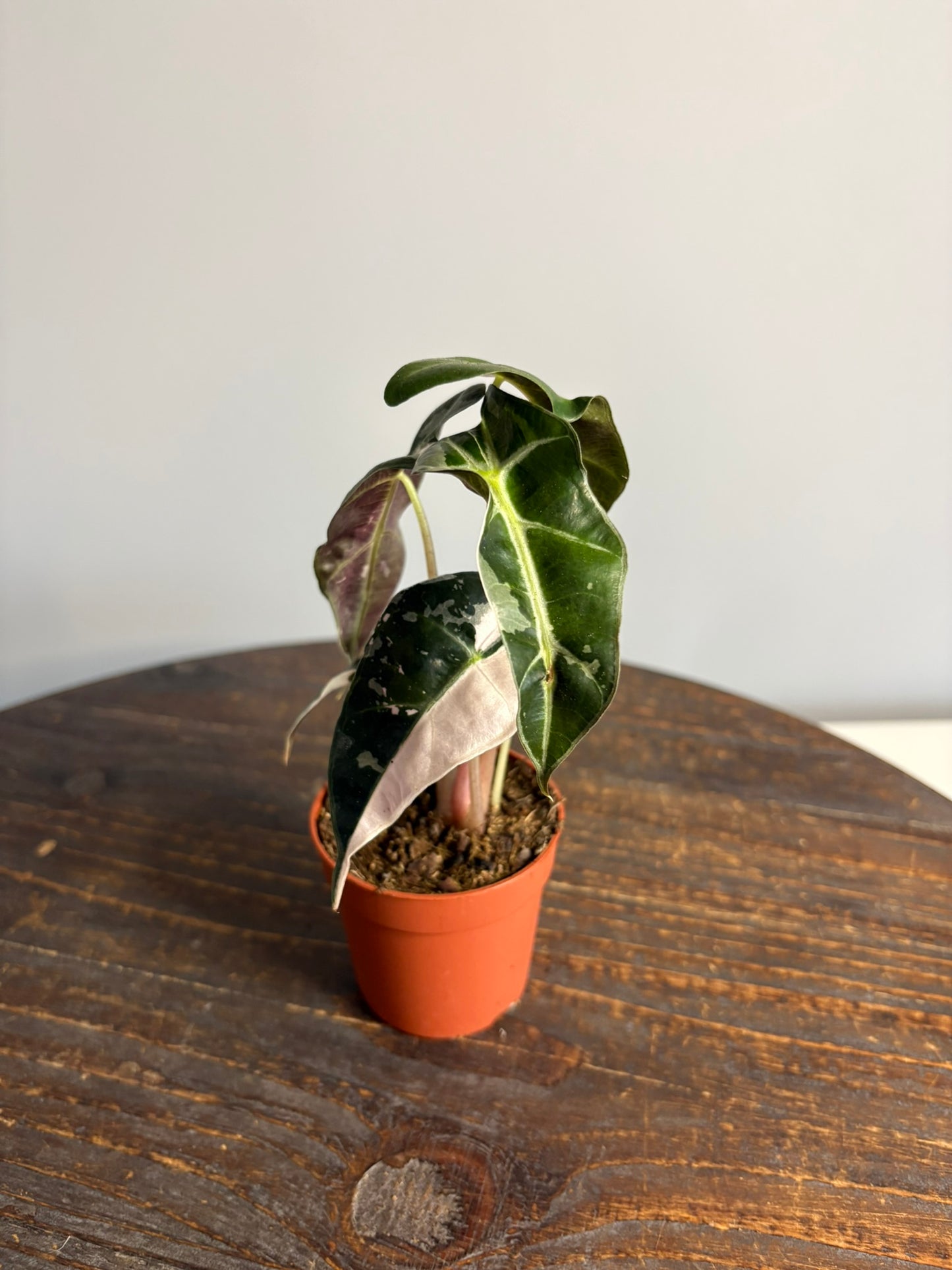 Alocasia ‘Polly Variegata’ – 7cm Pot – 17–20cm Tall