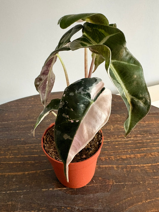 Alocasia ‘Polly Variegata’ – 7cm Pot – 17–20cm Tall