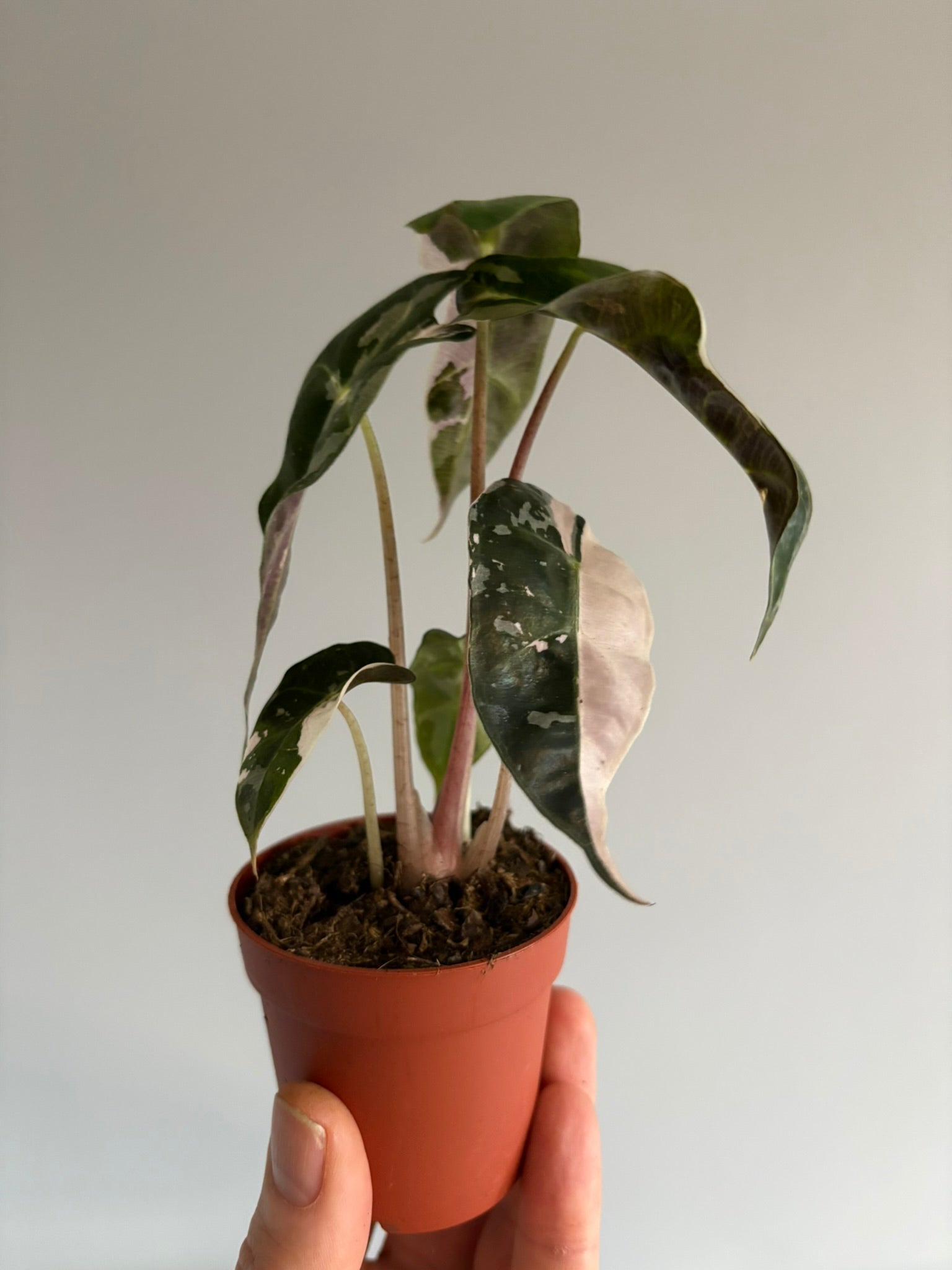 Alocasia 'Polly Variegata' – 7cm Pot – 17–20cm Tall – Tropical