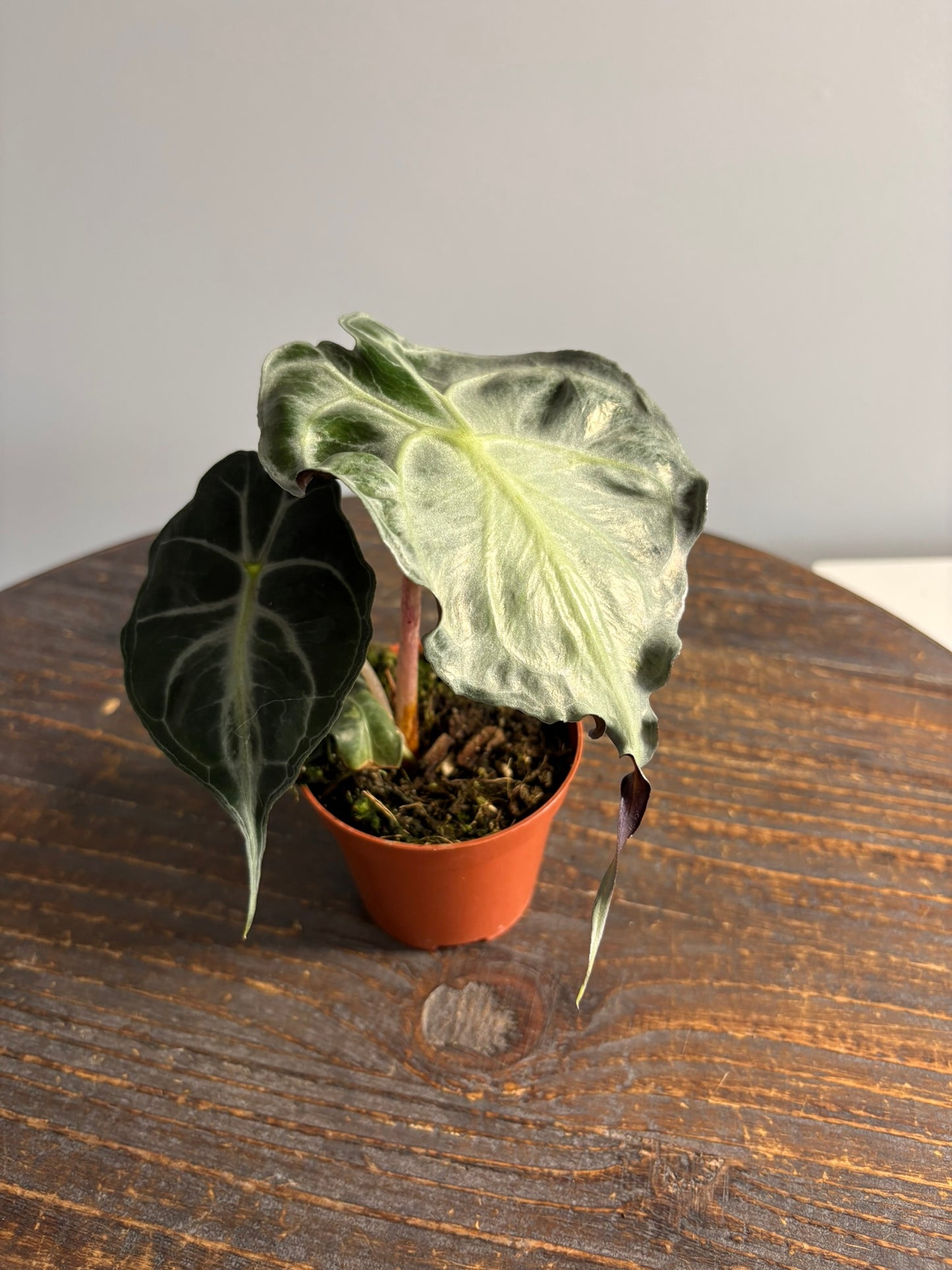 Alocasia ‘Venom’ – 8cm Pot – 12–15cm Tall – Tropical Alocasia Houseplant