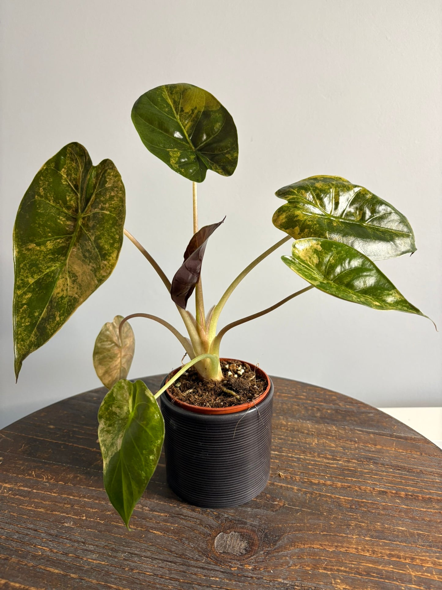 Alocasia wentii 'Aurea' – 9cm Pot – 25–30cm Tall – Rare Variegated Alo –  Tropical Plants Boutique