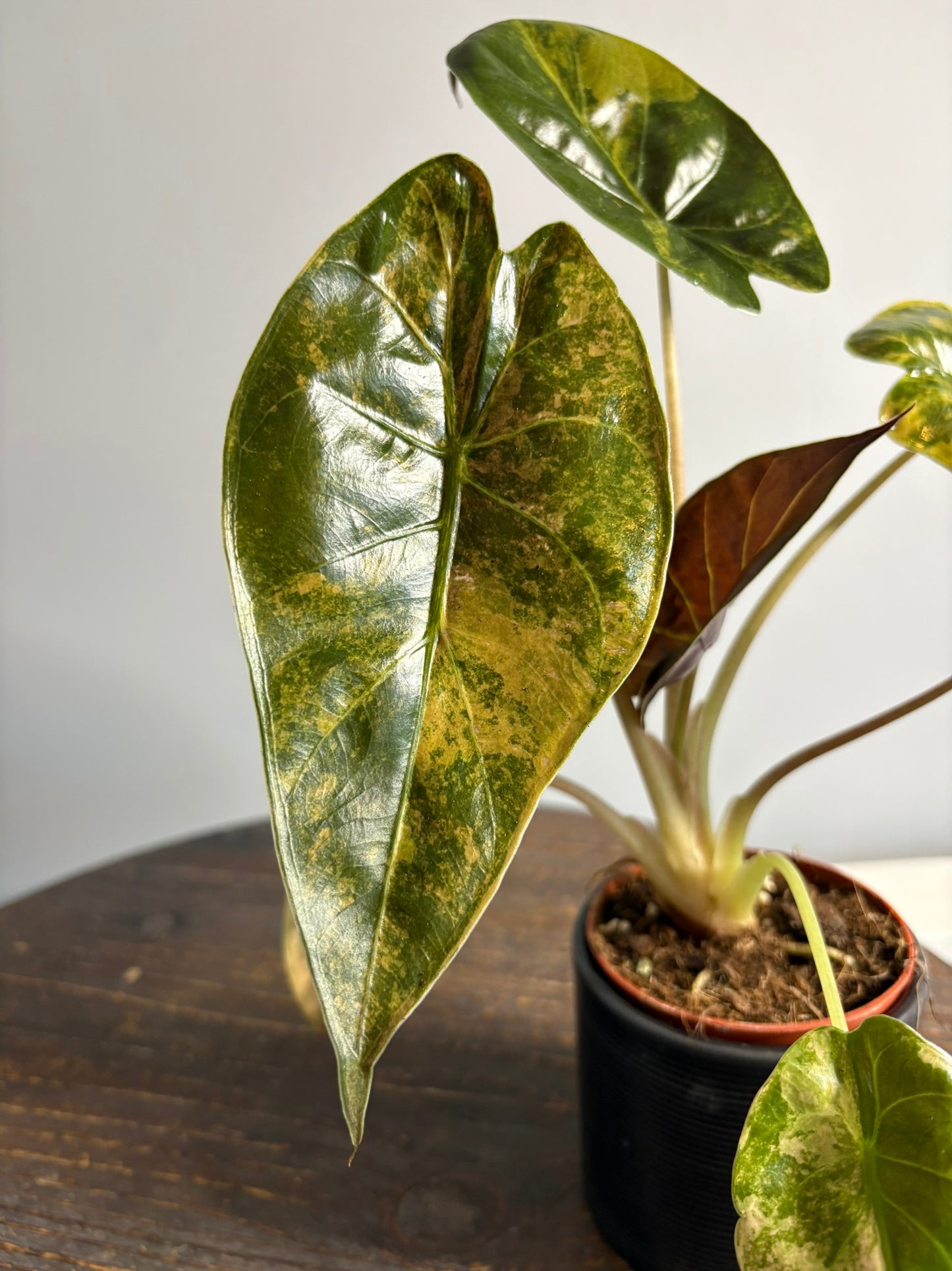 Alocasia wentii ‘Aurea’ – 9cm Pot – 25–30cm Tall – Rare Variegated Alocasia Houseplant