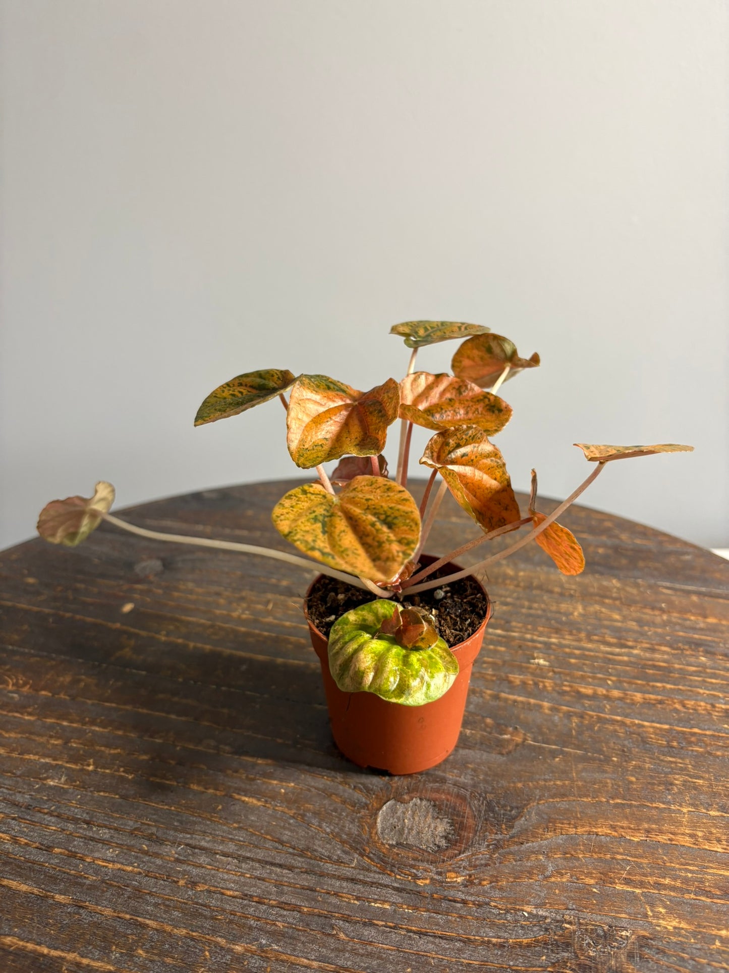 ‘Candora Picasso’ Peperomia – 7cm Pot – 15–20cm Tall – Colourful Variegated Houseplant