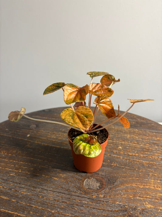 ‘Candora Picasso’ Peperomia – 7cm Pot – 15–20cm Tall – Colourful Variegated Houseplant