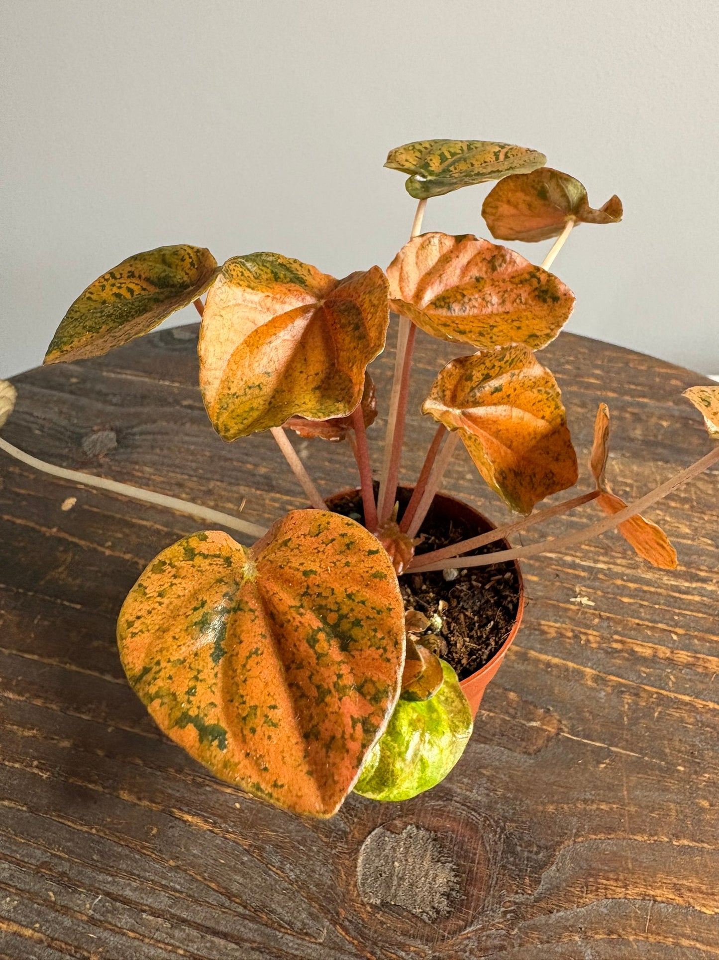 ‘Candora Picasso’ Peperomia – 7cm Pot – 15–20cm Tall – Colourful Variegated Houseplant