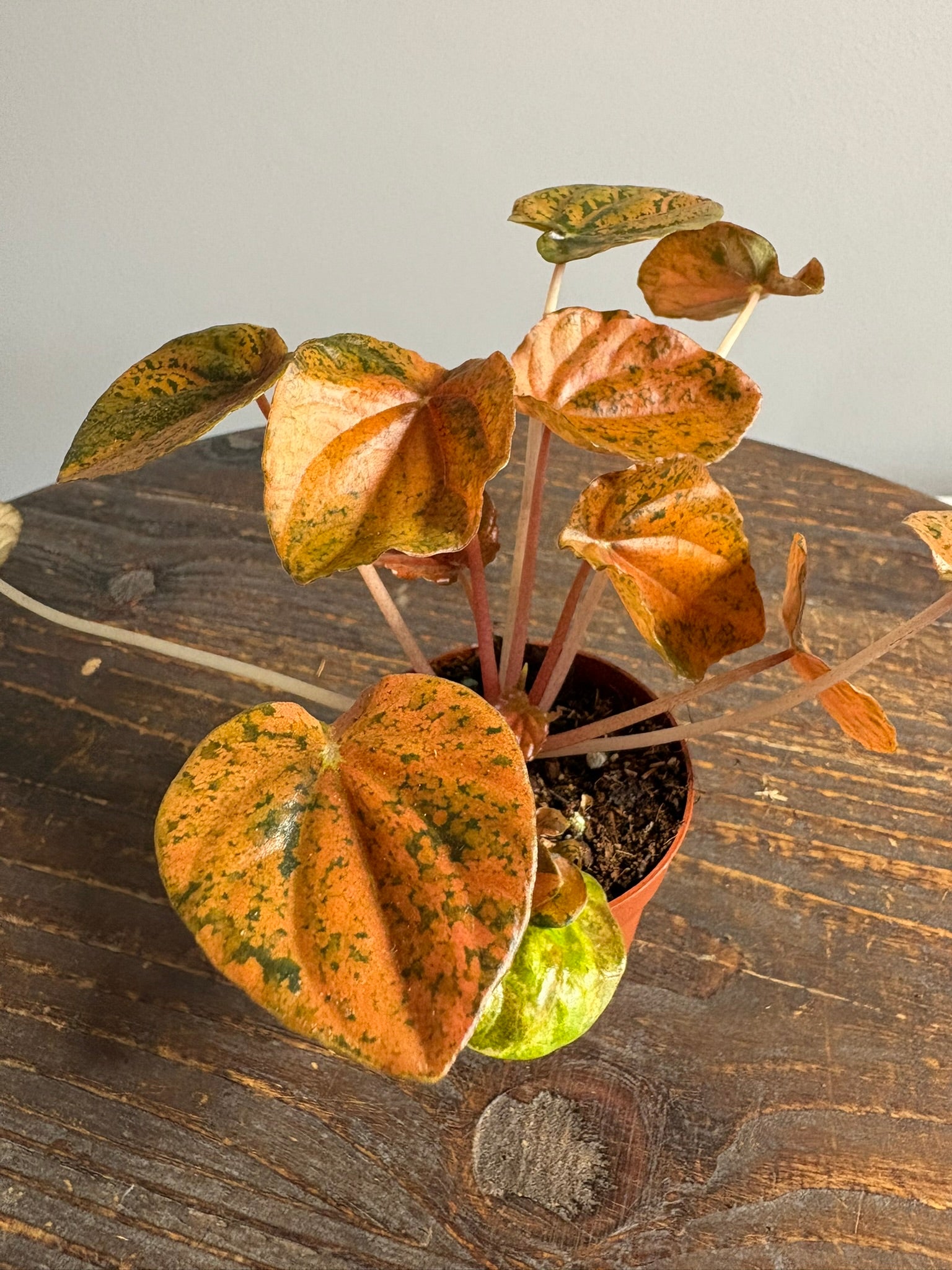 Peperomia 'Candora Picasso’