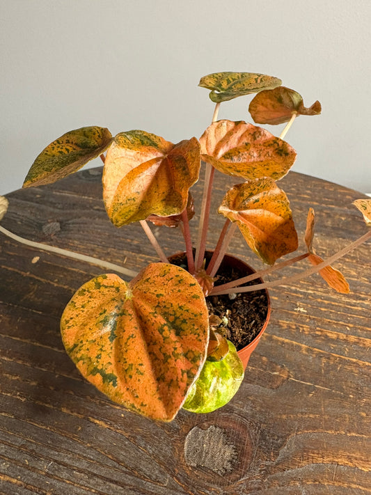 ‘Candora Picasso’ Peperomia – 7cm Pot – 15–20cm Tall – Colourful Variegated Houseplant