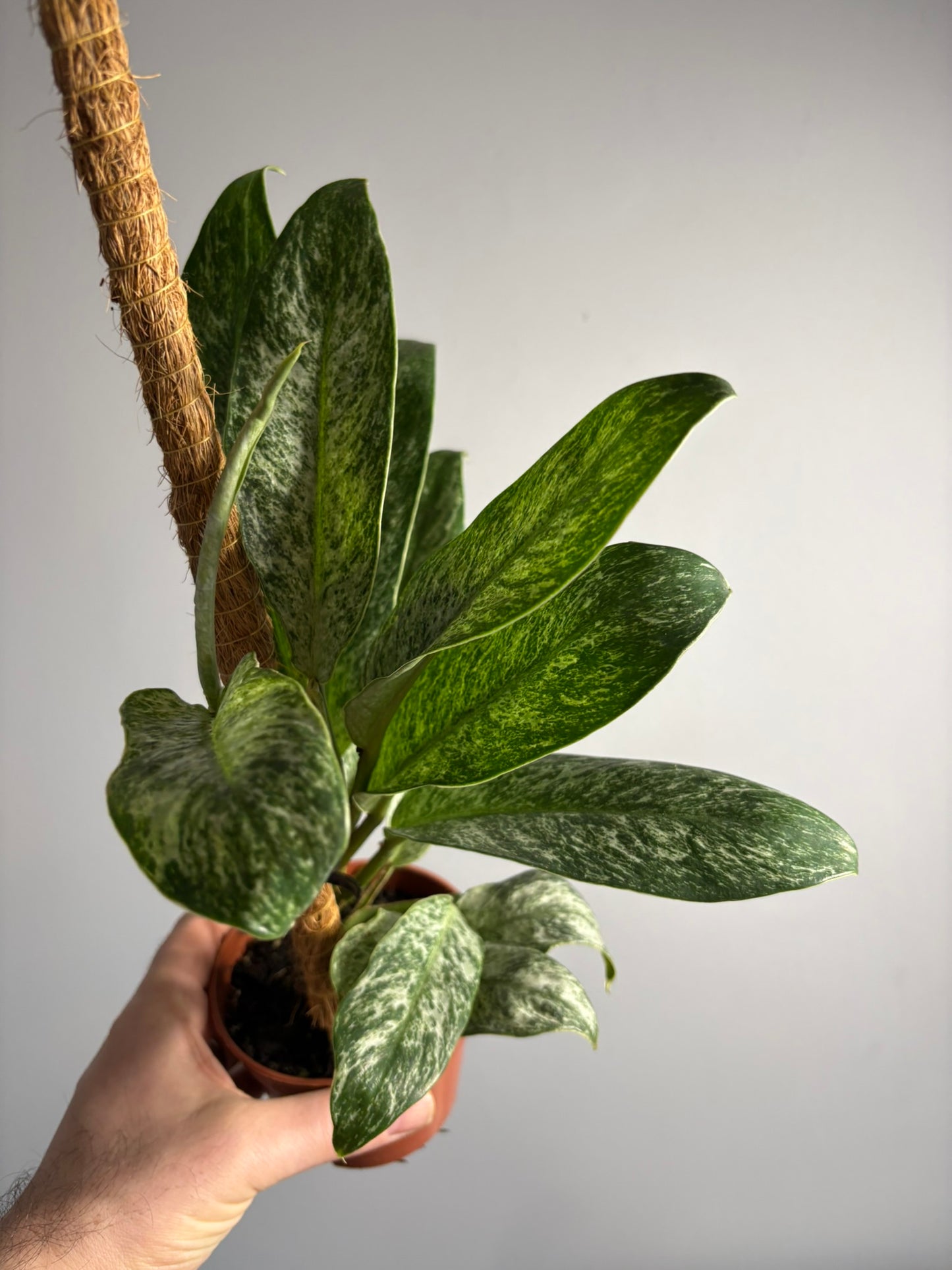 Rhaphidophora elliptica ‘Mint’ – 10.5cm Pot – 20–25cm Tall – Variegated Tropical Houseplant