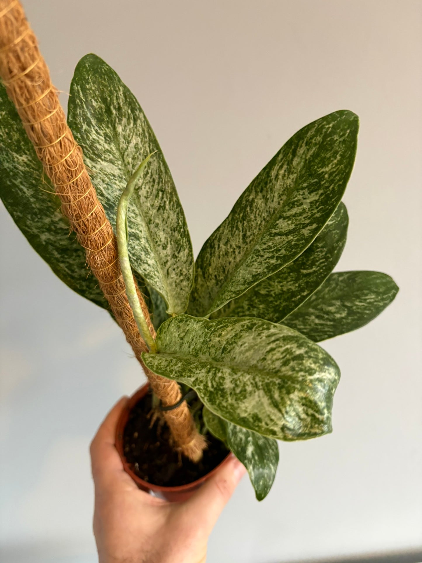 Rhaphidophora elliptica ‘Mint’ – 10.5cm Pot – 20–25cm Tall – Variegated Tropical Houseplant