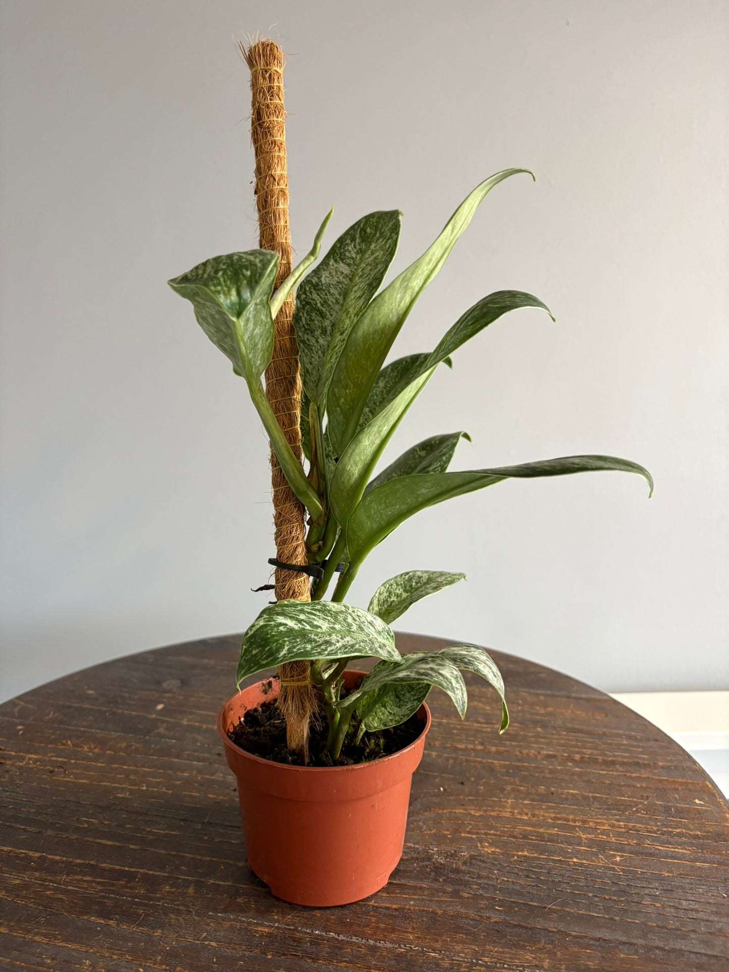 Rhaphidophora elliptica ‘Mint’ – 10.5cm Pot – 20–25cm Tall – Variegated Tropical Houseplant