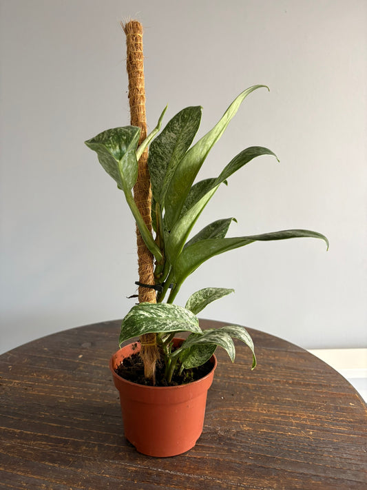 Rhaphidophora elliptica ‘Mint’ – 10.5cm Pot – 20–25cm Tall – Variegated Tropical Houseplant