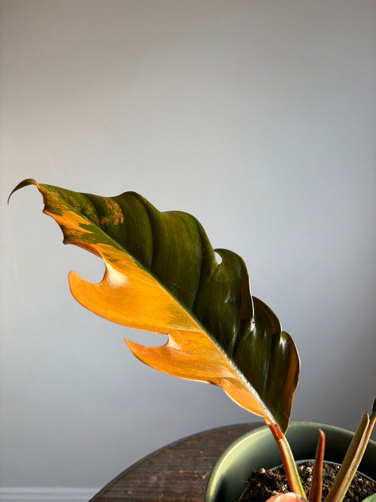 Stunning Philodendron ‘Caramel Marble’ – size medium - 12cm pot - Rare Variegated Tropical Houseplant