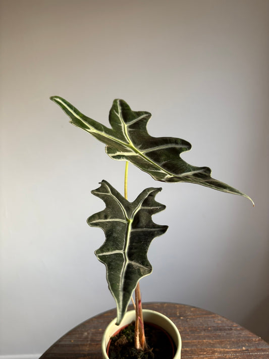 Alocasia sanderiana ‘Nobilis’ – 10.5cm Pot – 20–25cm Tall – Tropical Alocasia Houseplant