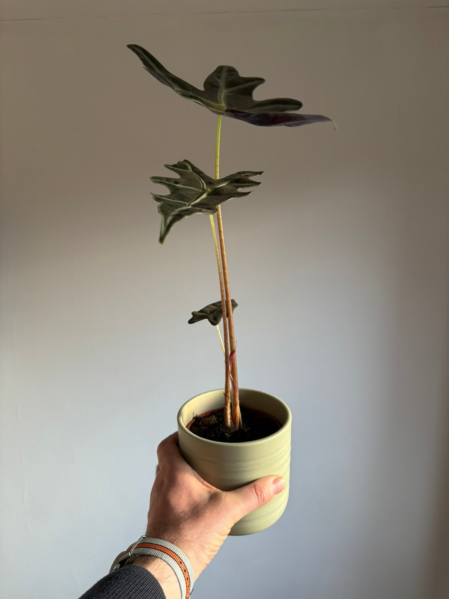 Alocasia sanderiana ‘Nobilis’ – 10.5cm Pot – 20–25cm Tall – Tropical Alocasia Houseplant