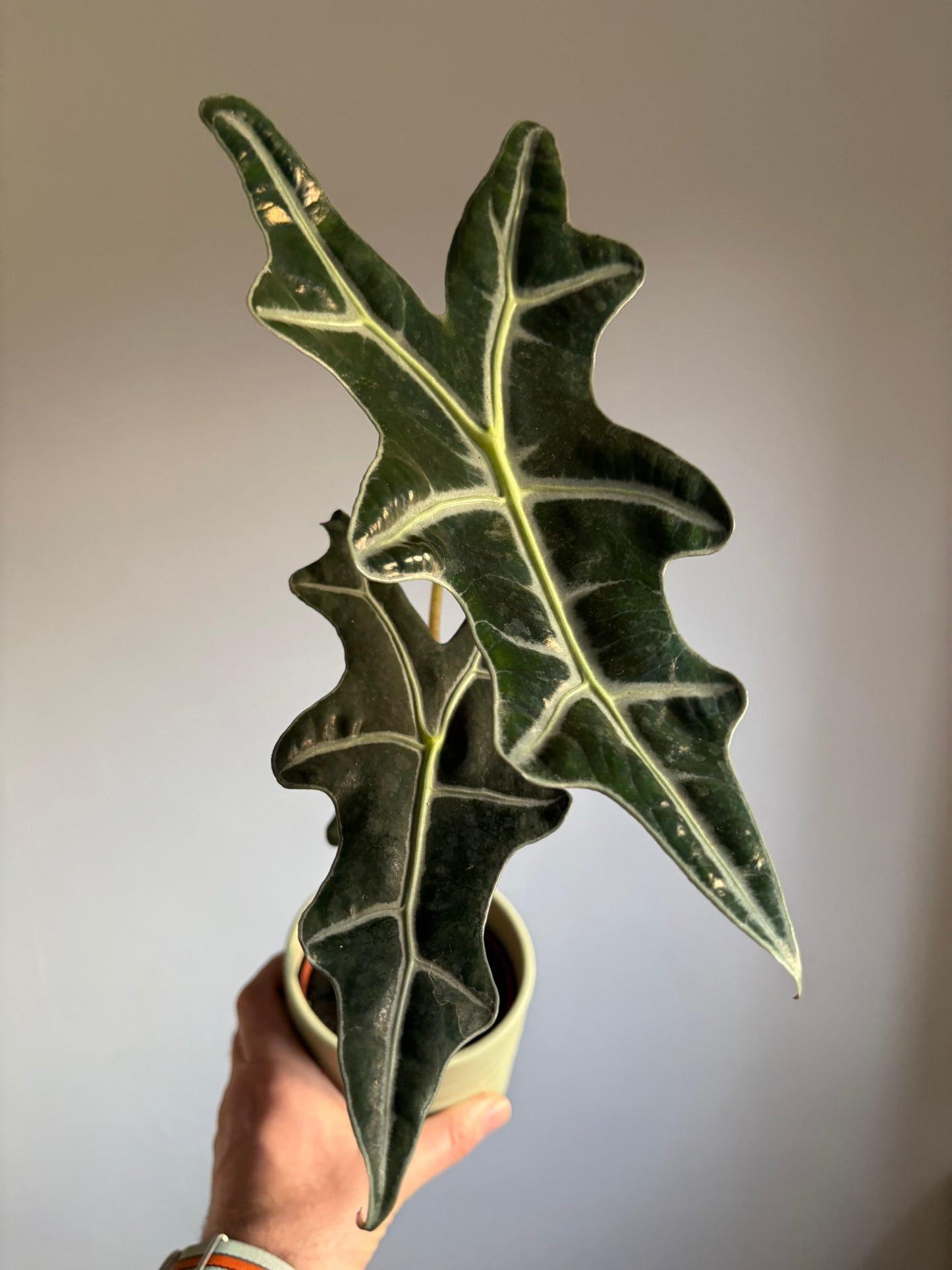Alocasia sanderiana ‘Nobilis’ – 10.5cm Pot – 20–25cm Tall – Tropical Alocasia Houseplant