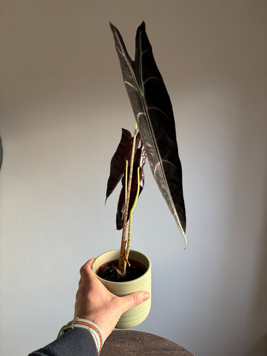 Rare ‘Purple’ Alocasia longiloba – 10.5cm Pot – 50–55cm Tall – Tropical Alocasia Houseplant