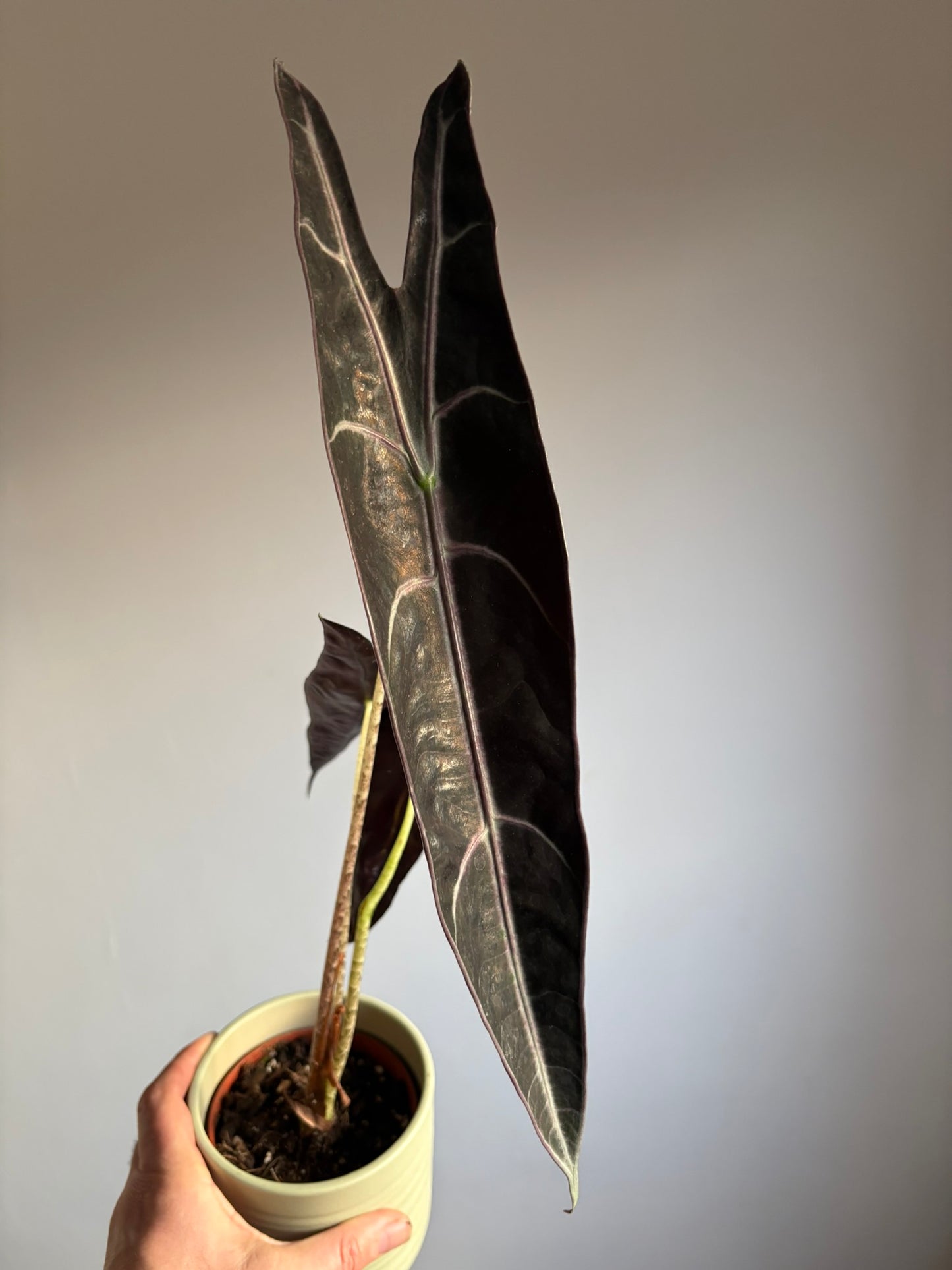 Rare ‘Purple’ Alocasia longiloba – 10.5cm Pot – 50–55cm Tall – Tropical Alocasia Houseplant
