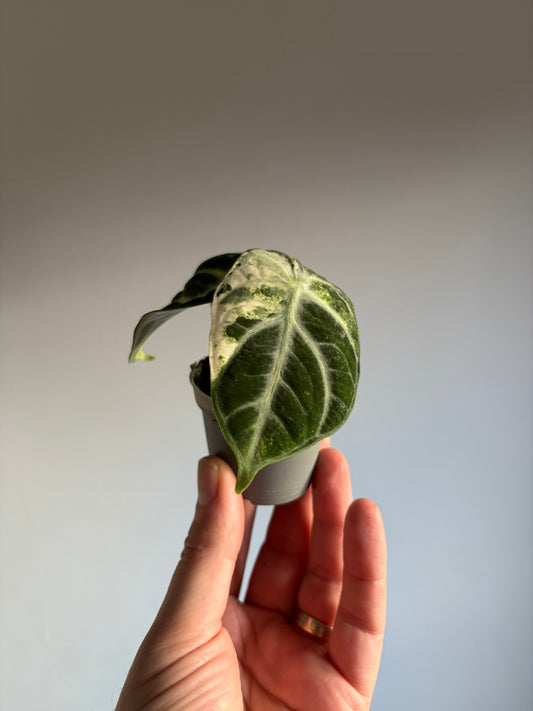 Rare Alocasia Ninja Albo Variegated’ – 6cm Pot – 10–12cm Tall – Rare Variegated Alocasia Houseplant
