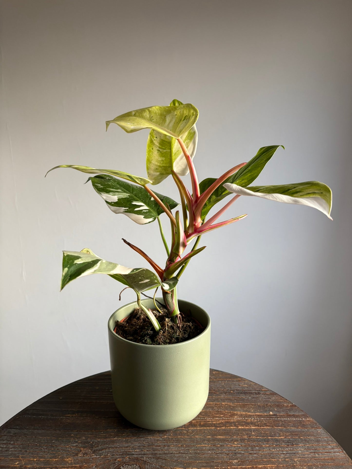 Philodendron ‘Fresh Aurea’ – 14cm Pot – 35-40cm Tall – Variegated Tropical Houseplant