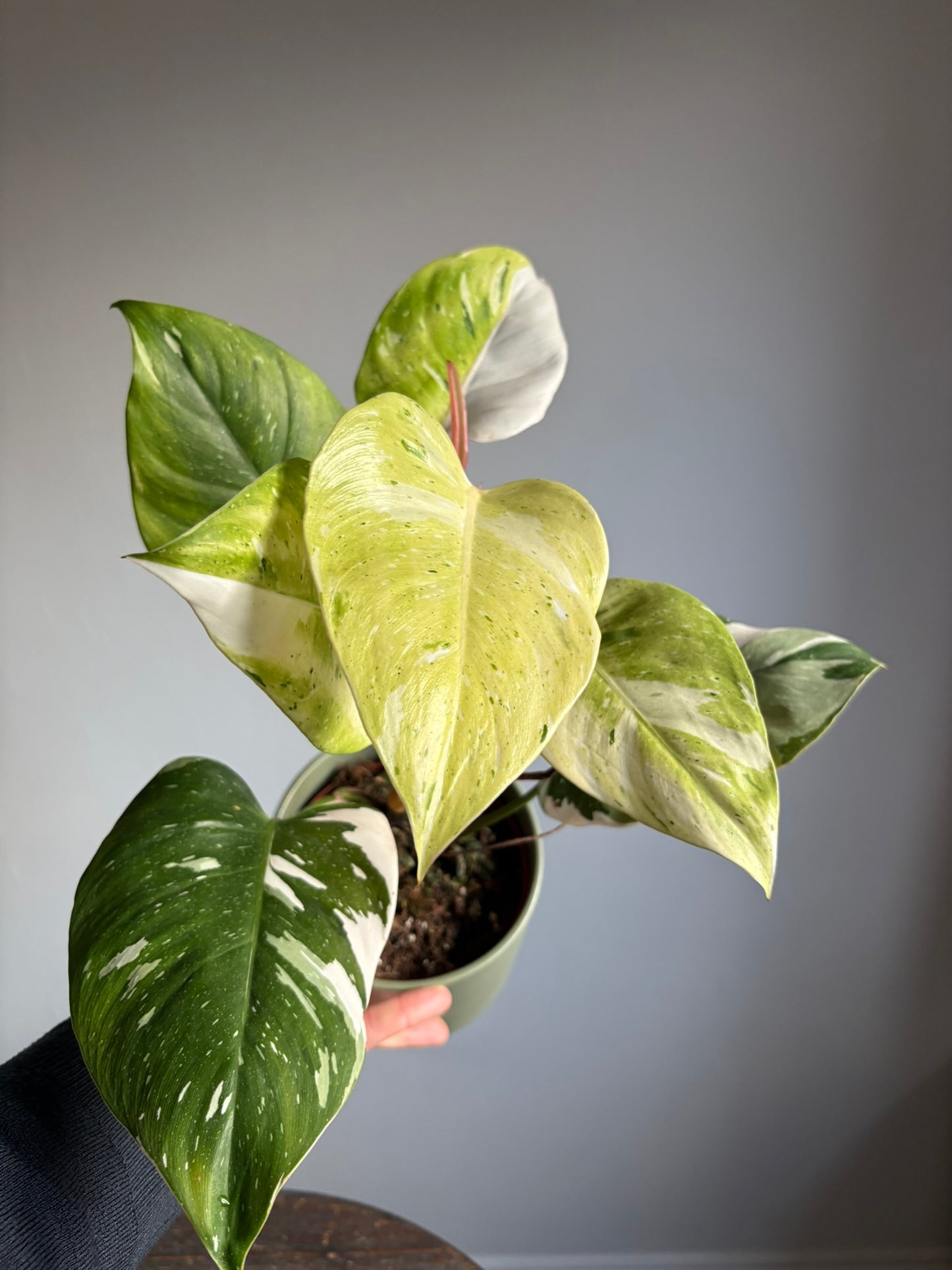 Philodendron ‘Fresh Aurea’ – 14cm Pot – 35-40cm Tall – Variegated Tropical Houseplant