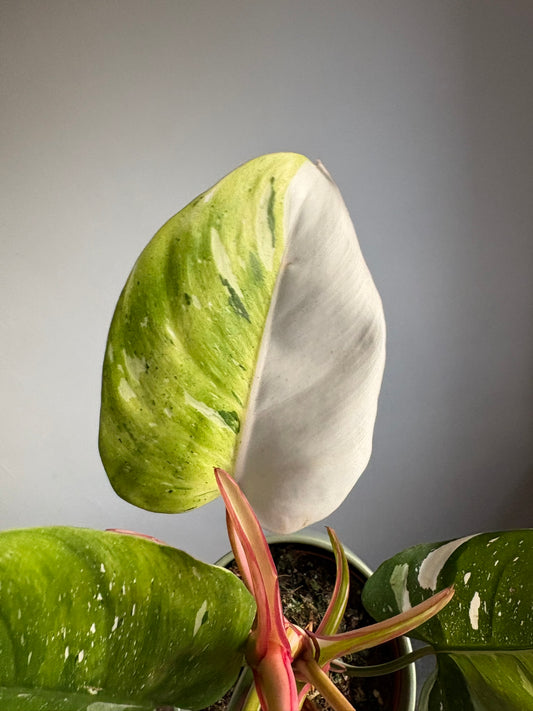 Philodendron ‘Fresh Aurea’ – 14cm Pot – 35-40cm Tall – Variegated Tropical Houseplant