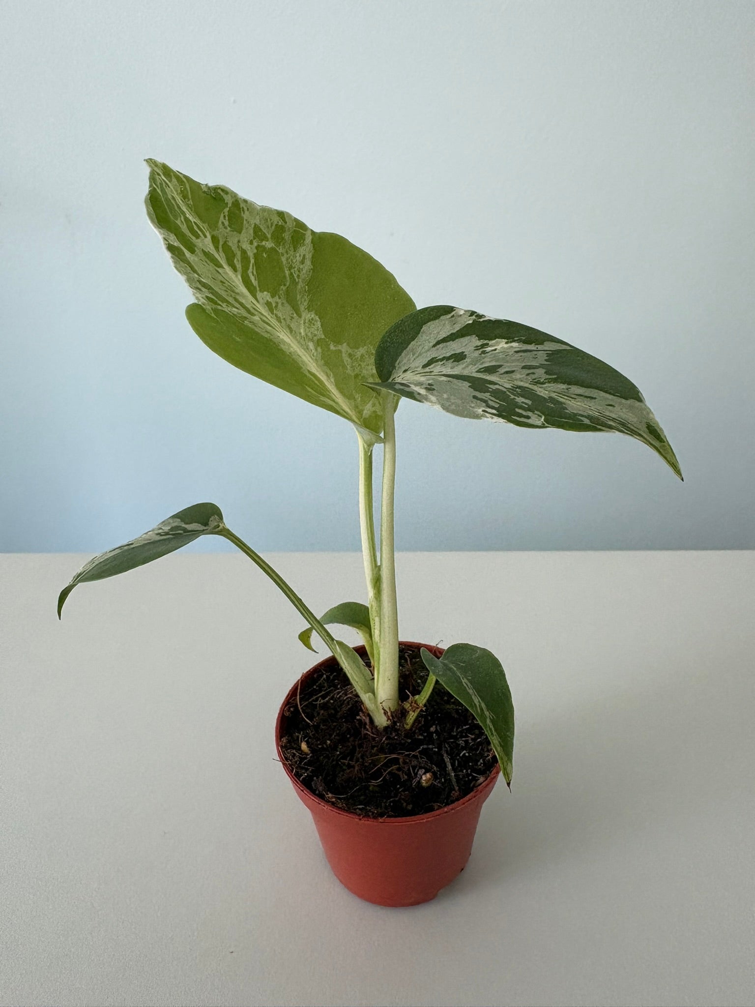 Stunning ‘Bulbasaur’ Monstera Deliciosa – 8cm Pot – 17 to 20cm Tall – Rare Variegated Monstera Houseplant