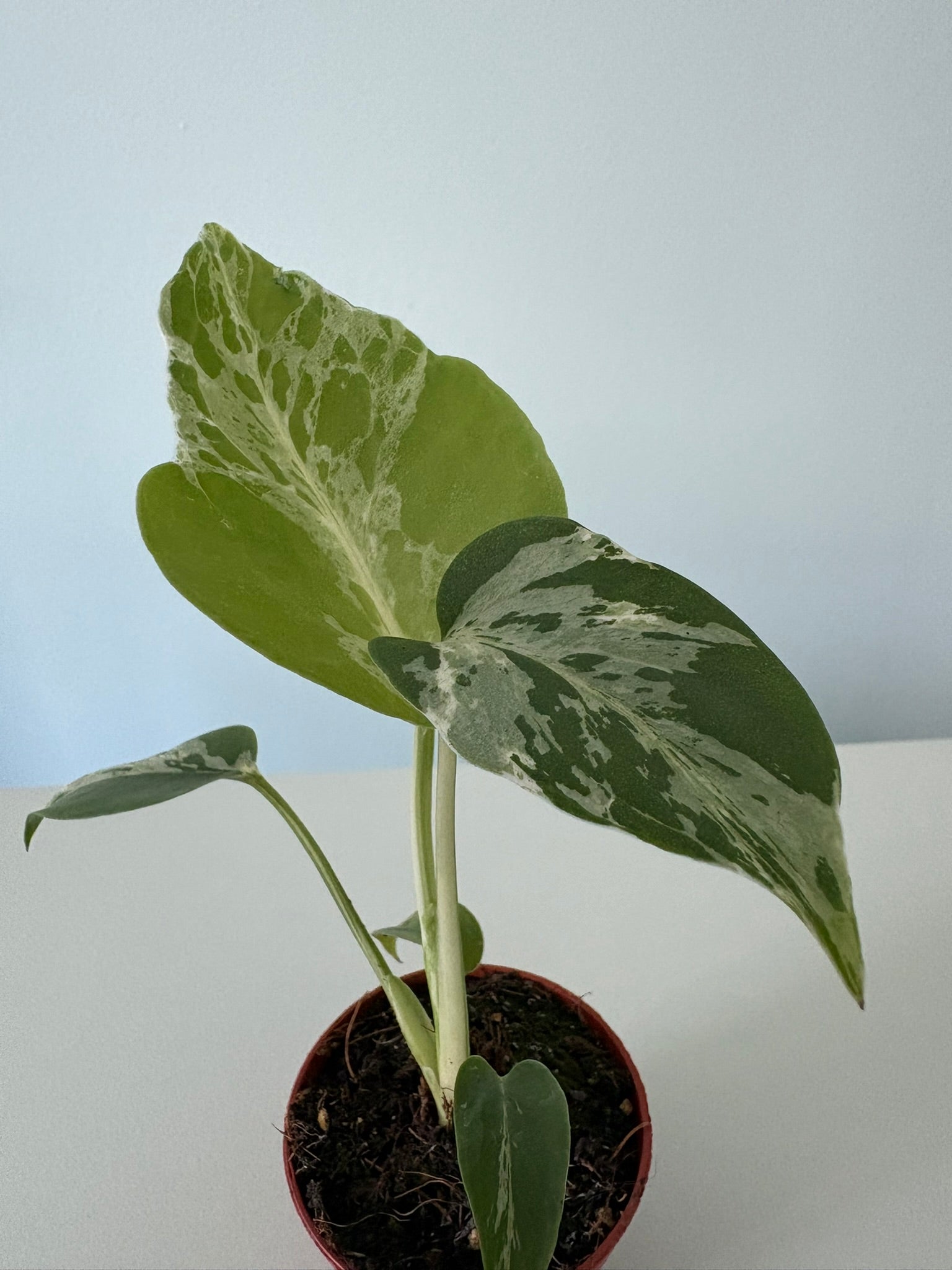 Stunning ‘Bulbasaur’ Monstera Deliciosa – 8cm Pot – 17 to 20cm Tall – Rare Variegated Monstera Houseplant