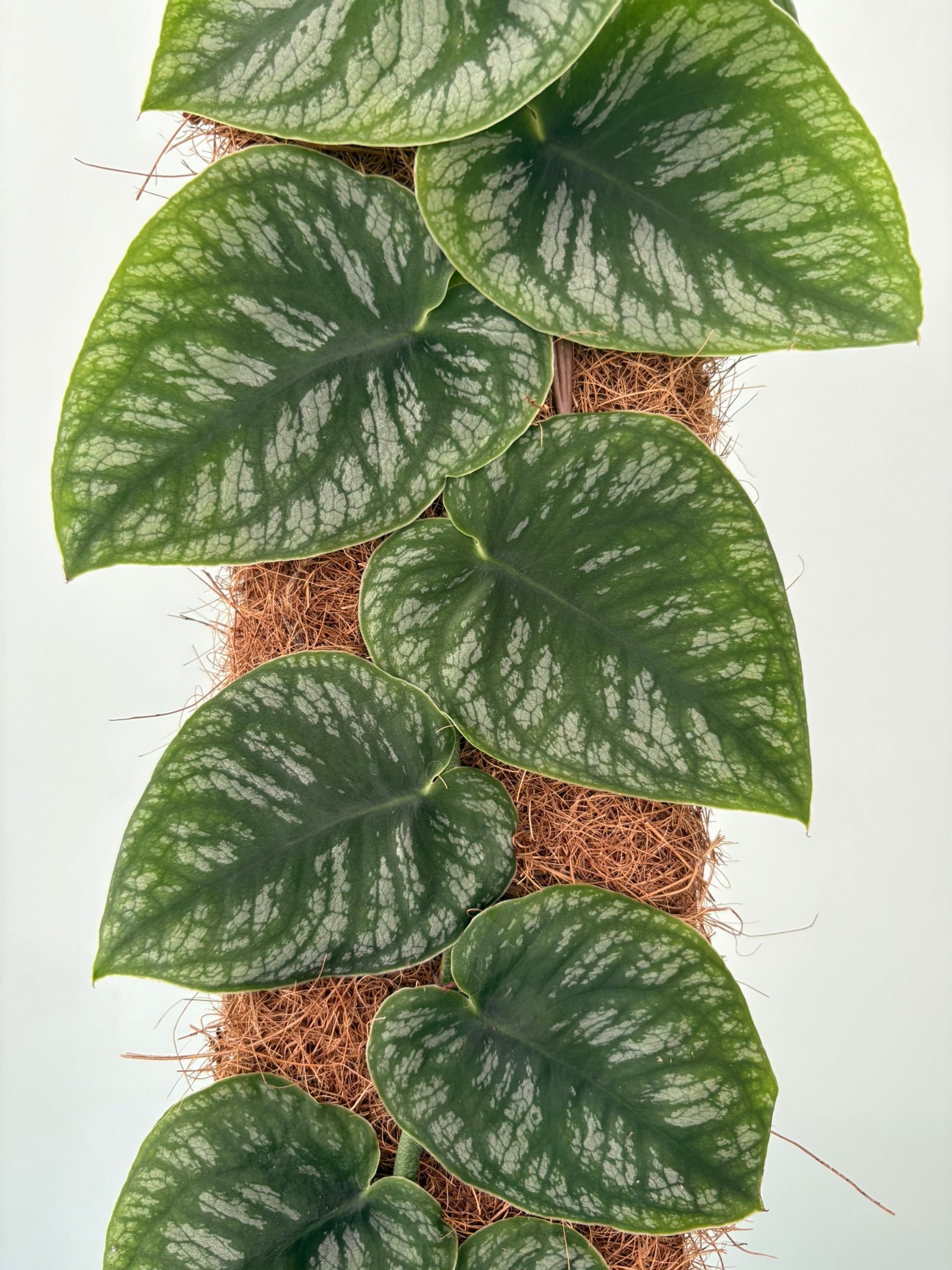Monstera dubia – 14cm Pot – 45–55cm Tall - Climbing Houseplant