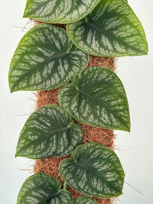 Monstera dubia – 14cm Pot – 45–55cm Tall - Climbing Houseplant