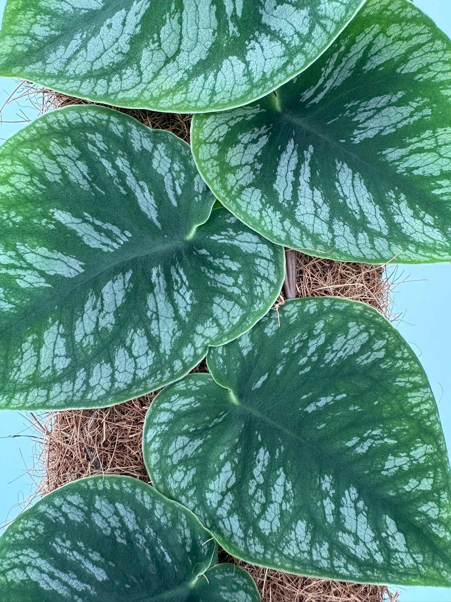 Monstera dubia – 14cm Pot – 45–55cm Tall - Climbing Houseplant