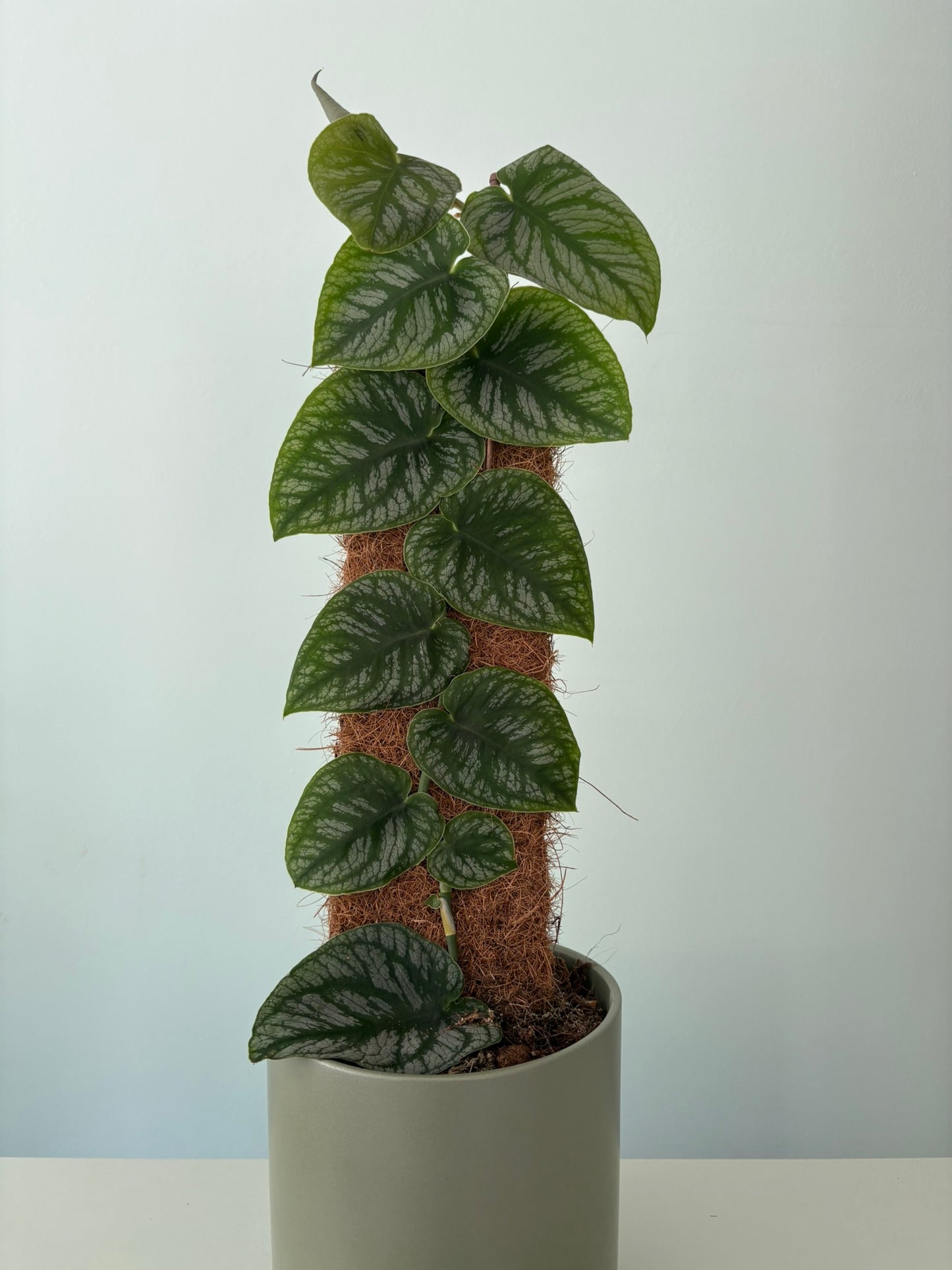 Monstera dubia – 14cm Pot – 45–55cm Tall - Climbing Houseplant
