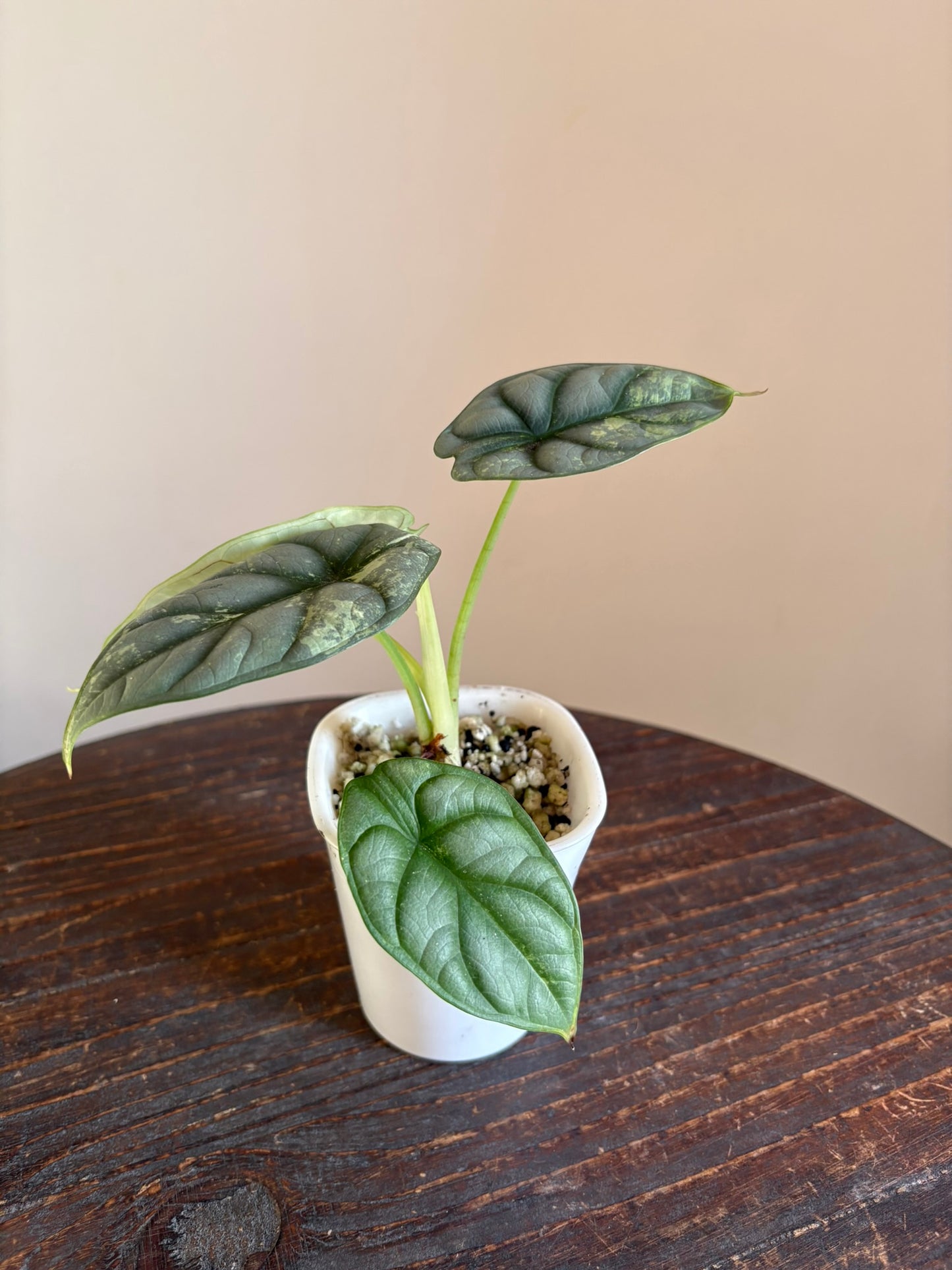 Silver Dragon Albo Alocasia