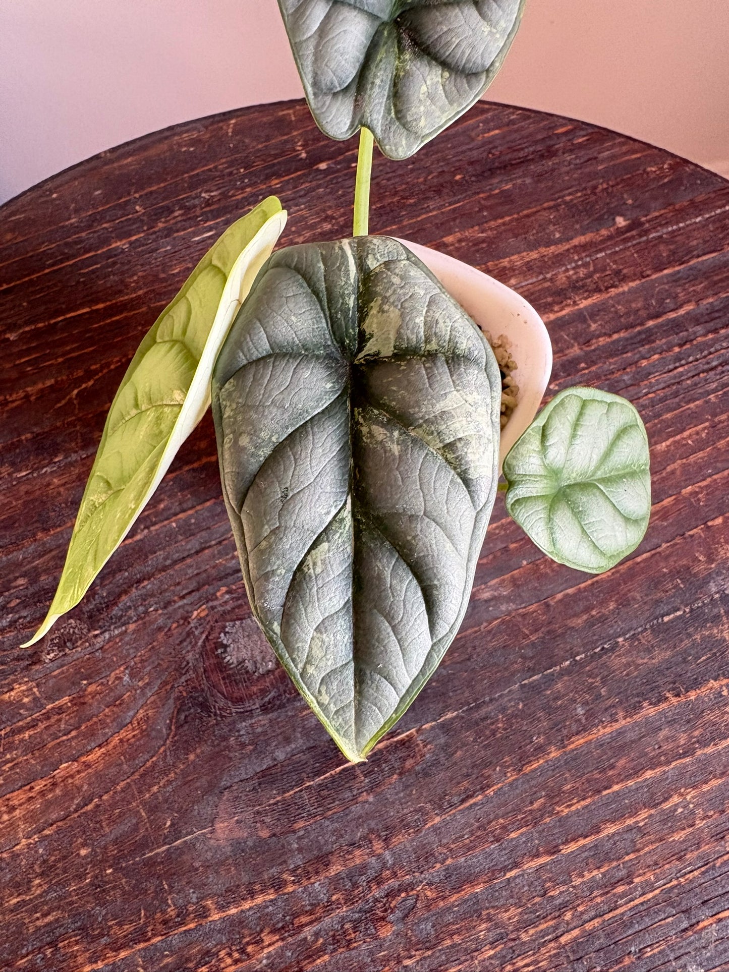 Silver Dragon Albo Alocasia