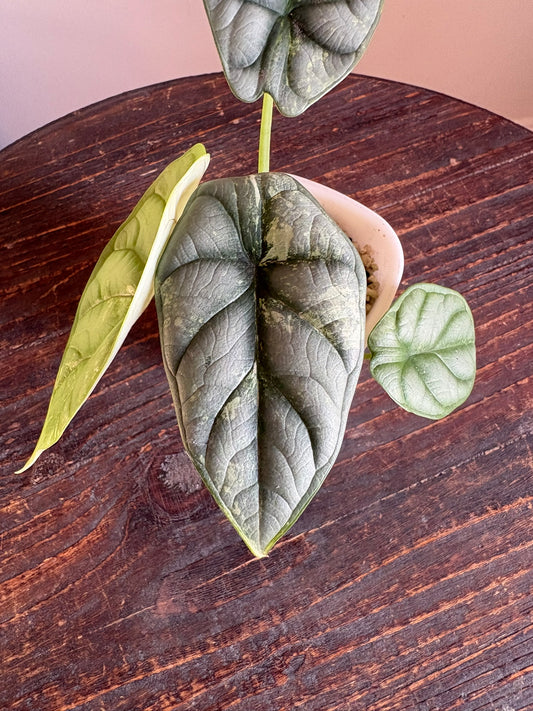 Silver Dragon Albo Alocasia
