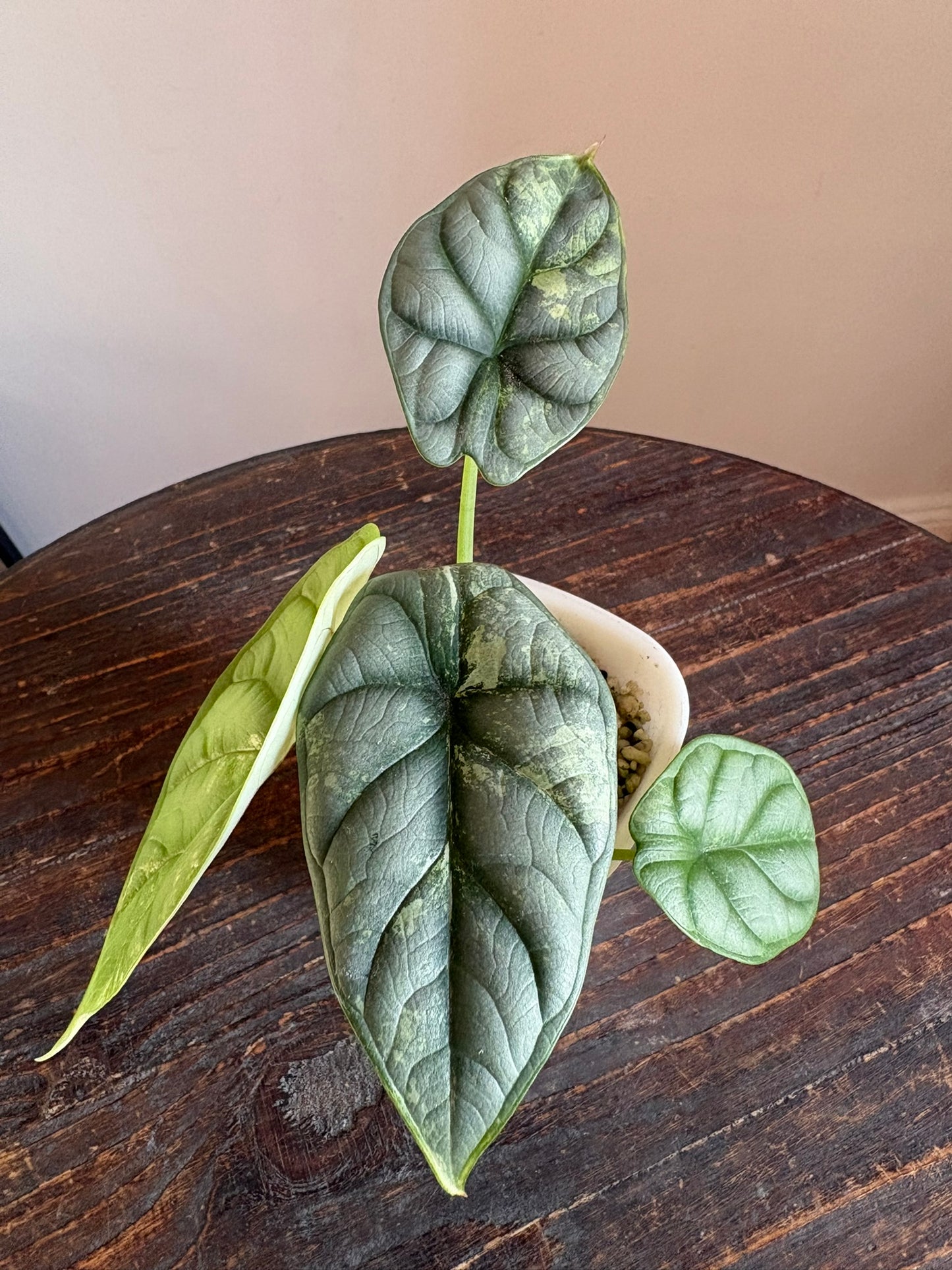 Silver Dragon Albo Alocasia