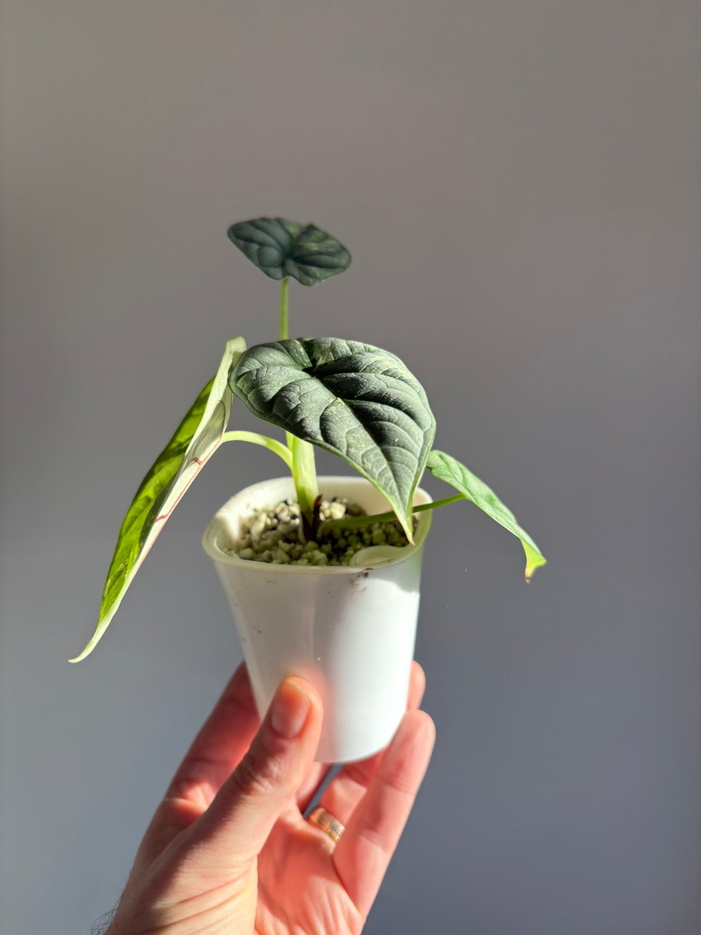 Silver Dragon Albo Alocasia