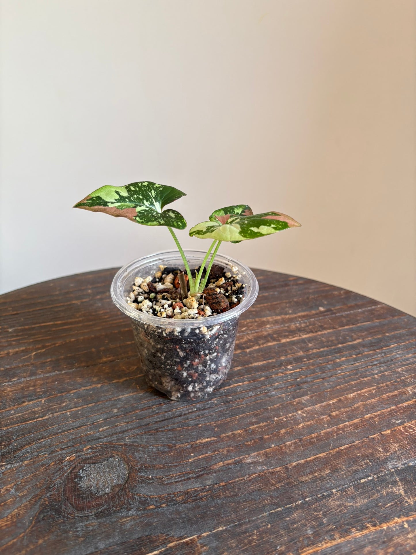 Syngonium Red Spot Tricolour