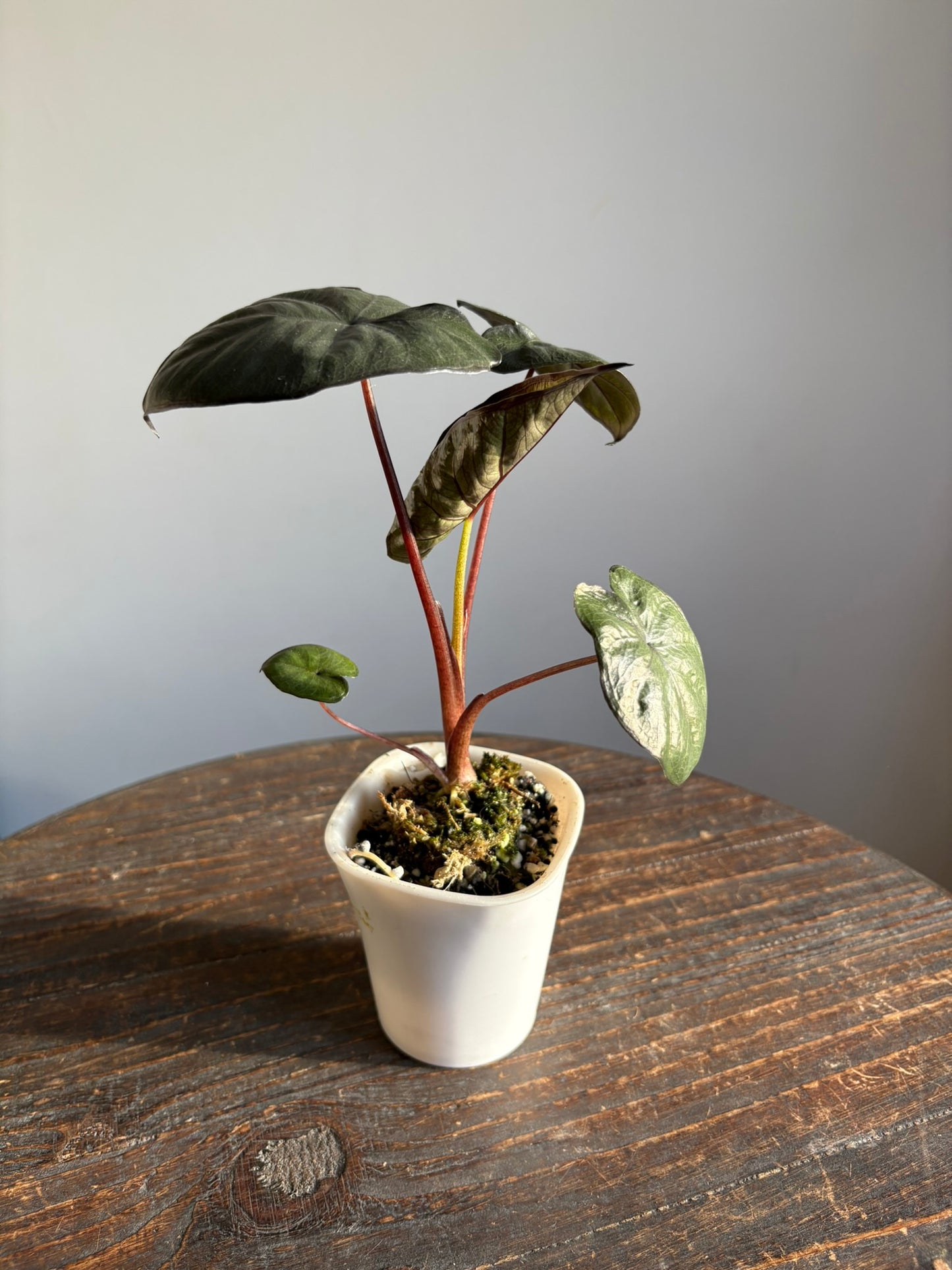 Alocasia Serendipity - Pink Genetics