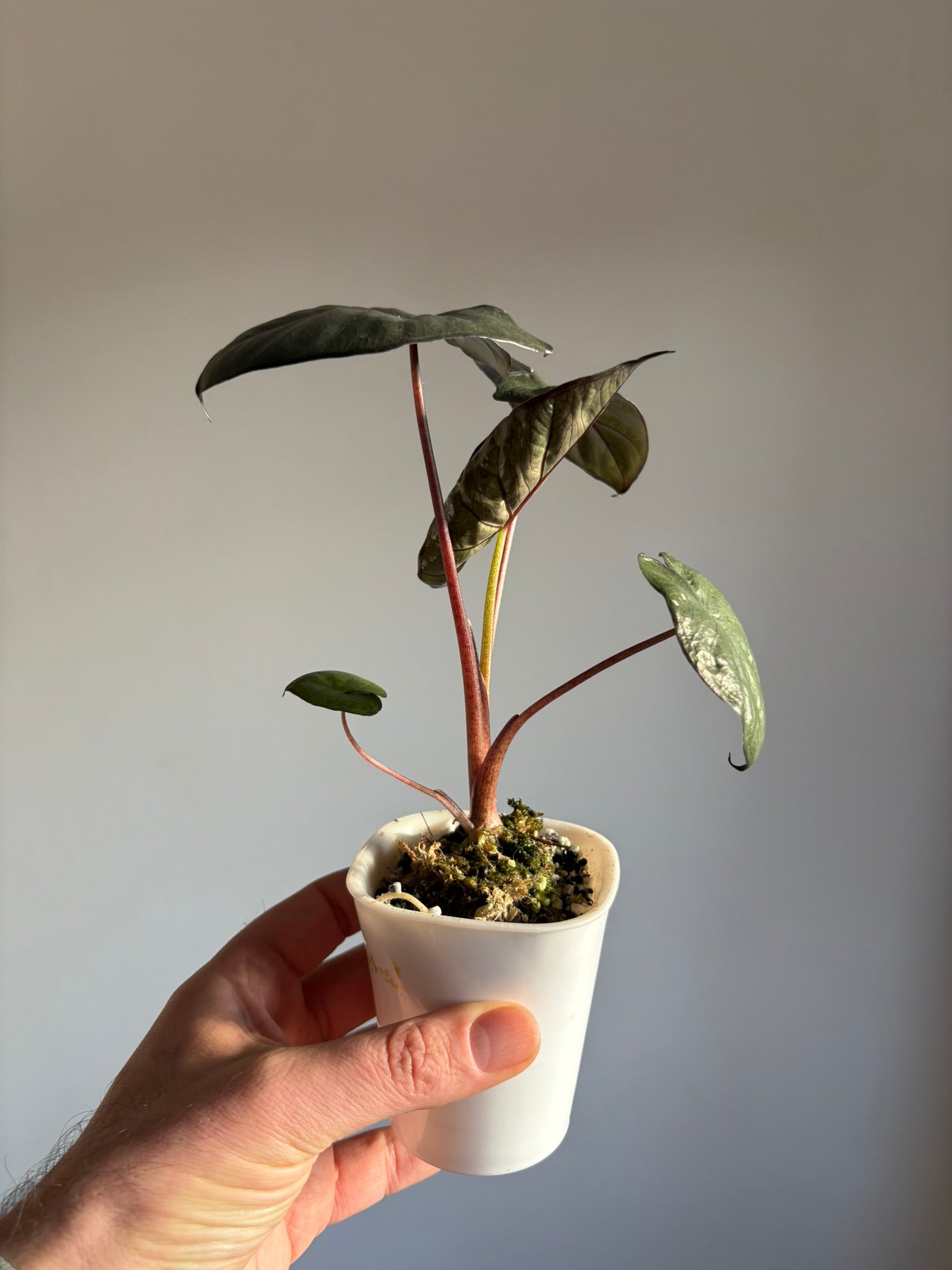Alocasia Serendipity - Pink Genetics