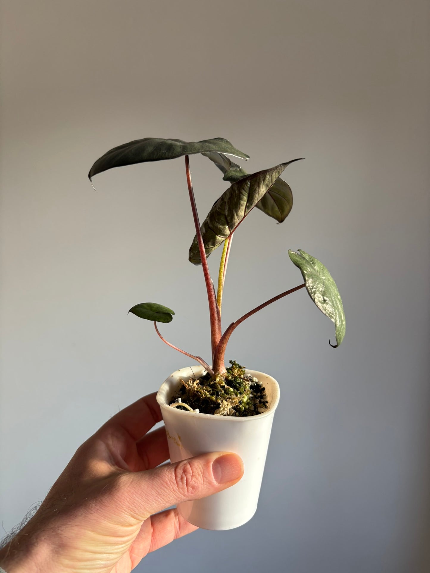 Alocasia Serendipity - Pink Genetics