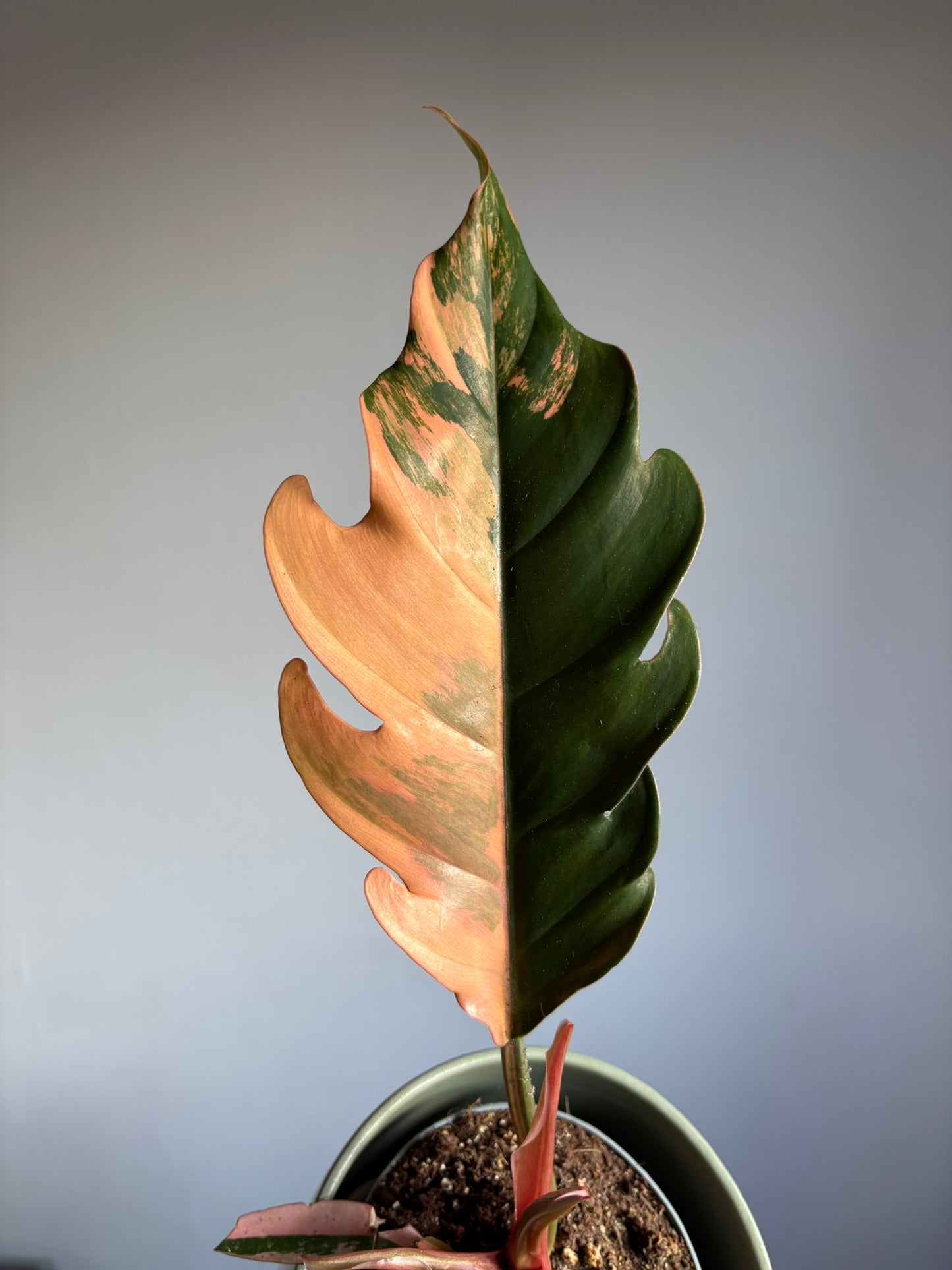 Stunning Philodendron ‘Caramel Marble’ – size medium - 12cm pot - Rare Variegated Tropical Houseplant
