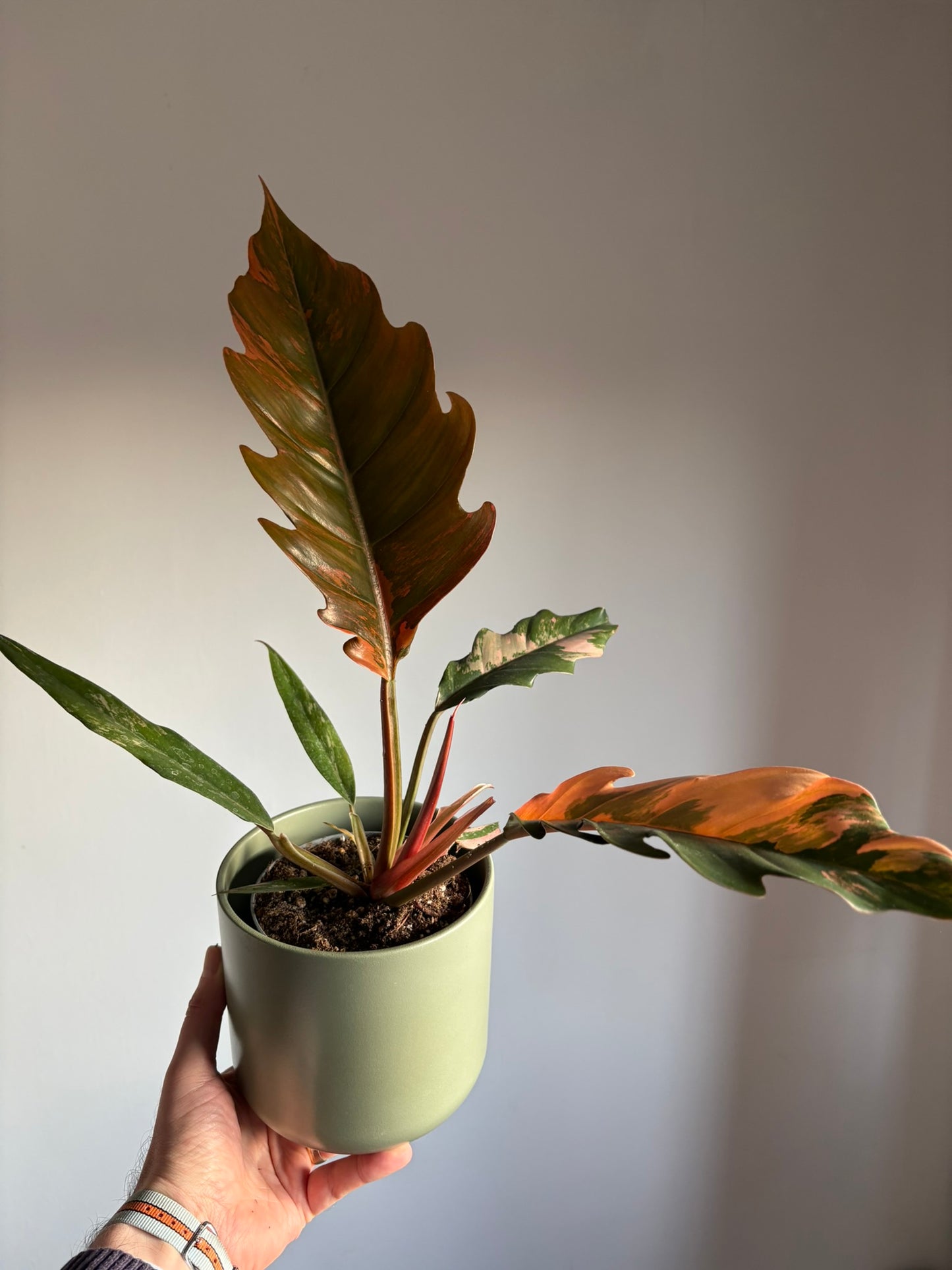 caramel marble philodendron baby Stunning Philodendron 'Caramel Marble' – size medium - 12cm pot