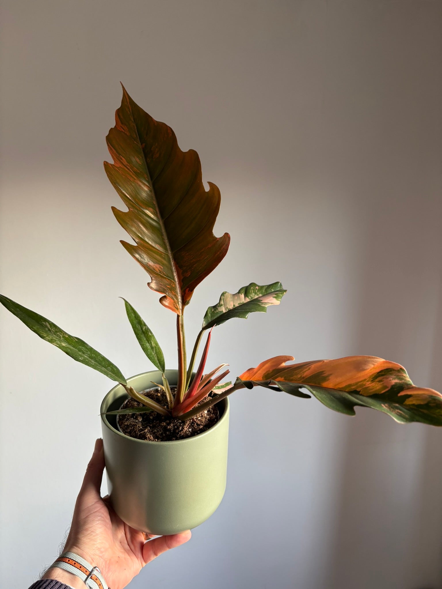 Stunning Philodendron ‘Caramel Marble’ – size medium - 12cm pot - Rare Variegated Tropical Houseplant