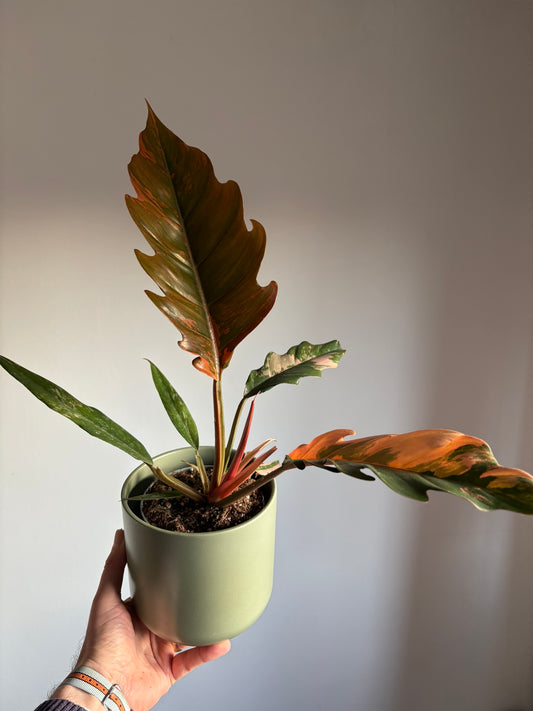 Stunning Philodendron ‘Caramel Marble’ – size medium - 12cm pot - Rare Variegated Tropical Houseplant