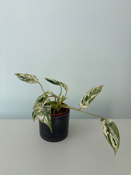 Philodendron ‘Emerald Queen Variegata’ – 9cm Pot – 15–20cm Tall – Variegated Tropical Houseplant