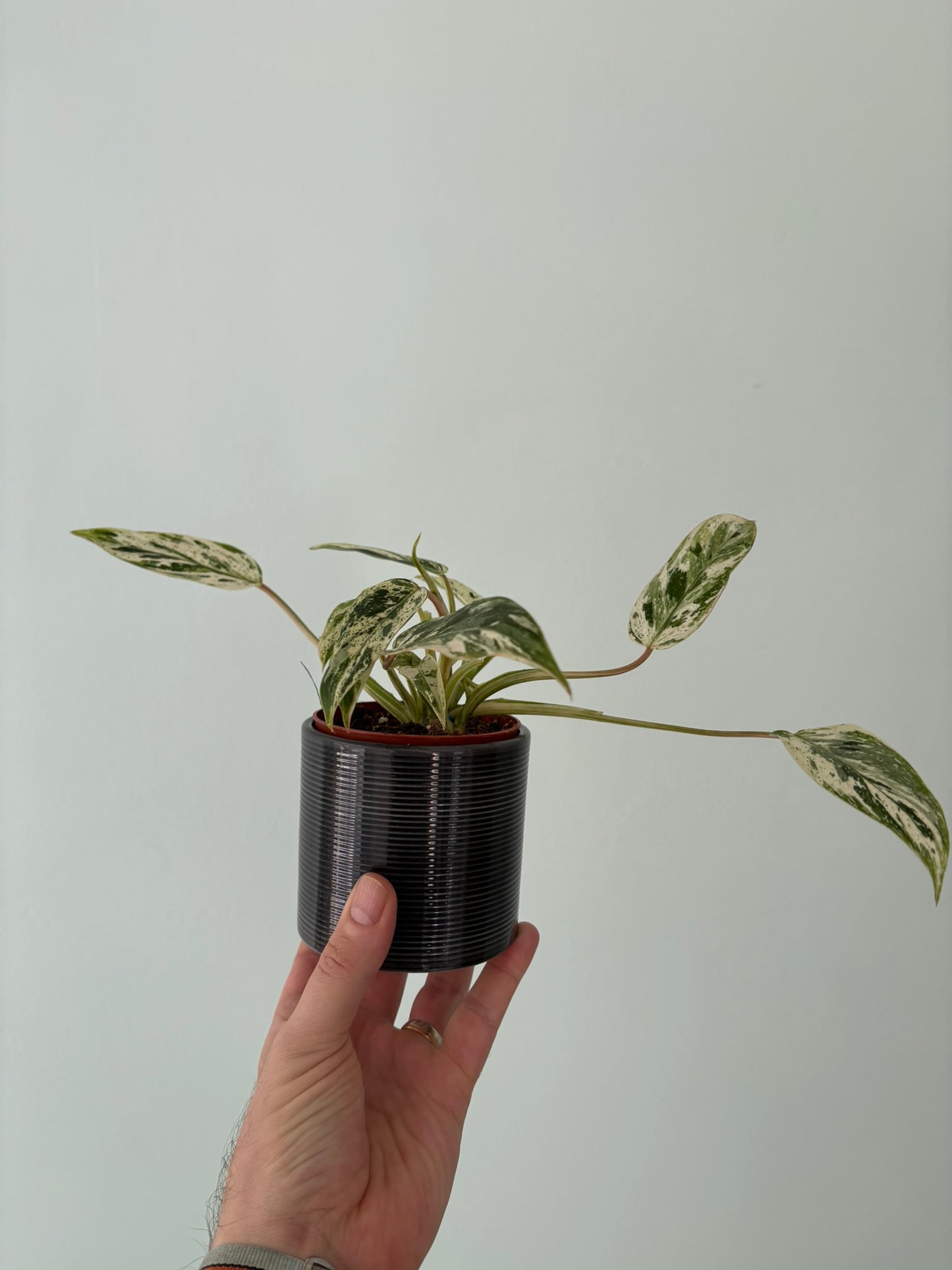 Philodendron ‘Emerald Queen Variegata’ – 9cm Pot – 15–20cm Tall – Variegated Tropical Houseplant