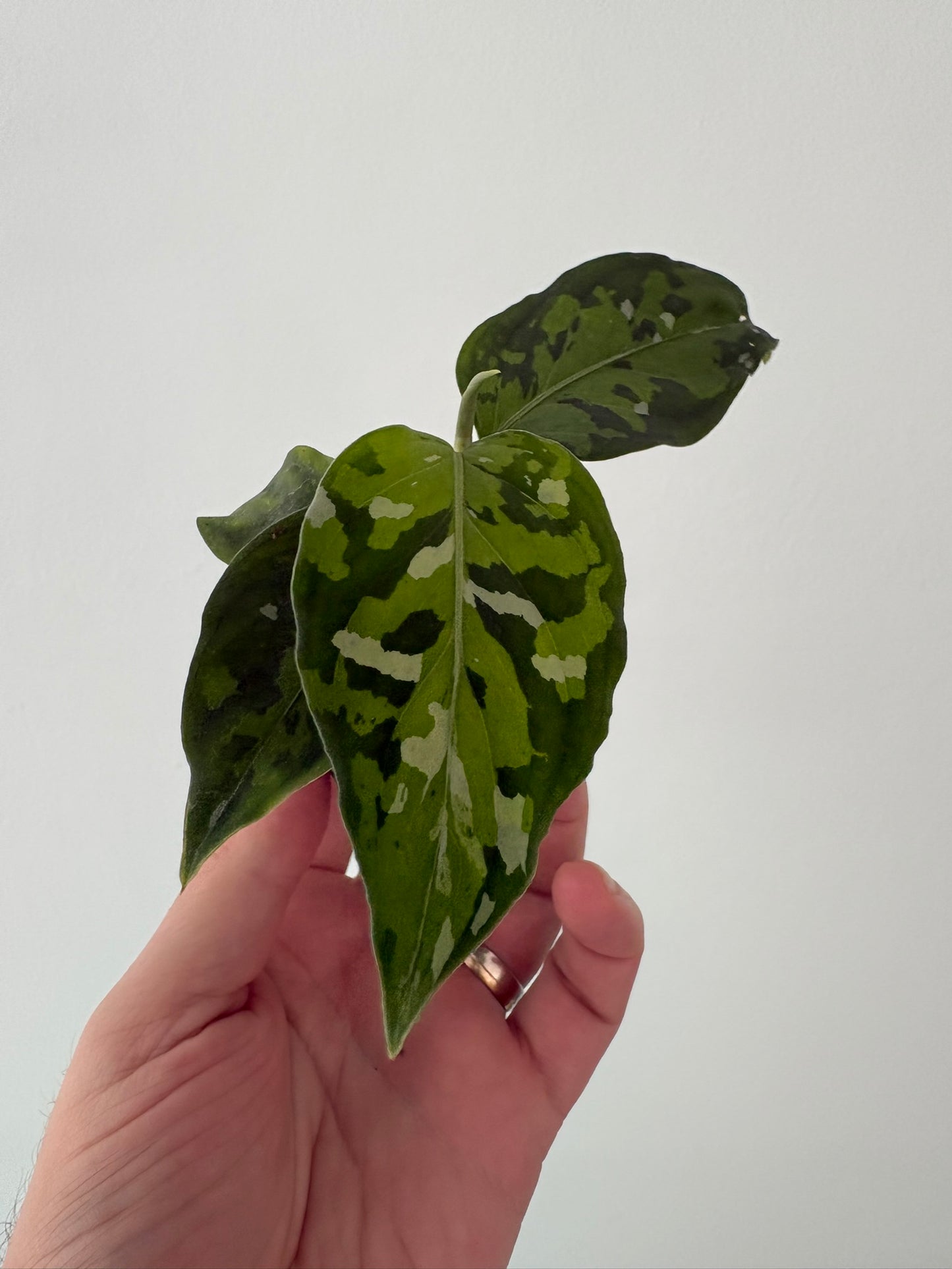 Rare Camouflage Aglaonema pictum ‘Tricolor’ – 6cm Pot – 15cm Tall